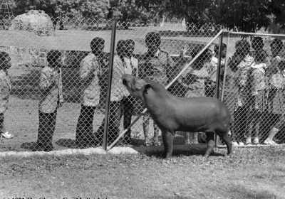 FLAMINGO- VIEW: Some of the 15 Spelling Bee Parish Champions, teachers and officials admire flamingos at Hope Zoo.